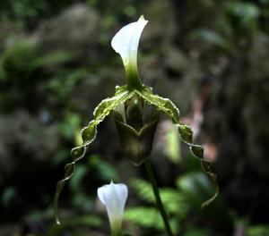 長瓣兜蘭 長瓣兜蘭