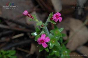 大圓葉報春 大圓葉報春