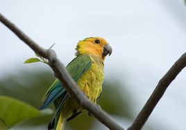 褐喉錐尾鸚鵡黃頭亞種 褐喉錐尾鸚鵡黃頭亞種