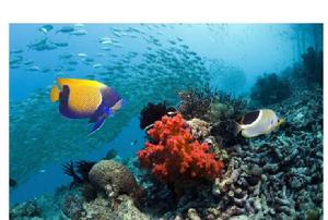 海洋生物圖 海洋生物圖