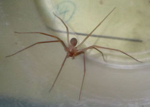 小提琴蛛 小提琴蛛