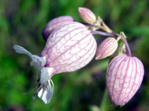 粘萼蠅子草的花