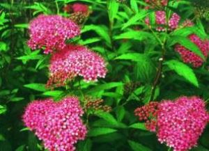 無毛粉花繡線菊 無毛粉花繡線菊