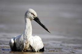 天津毒殺東方白鸛案 天津毒殺東方白鸛案