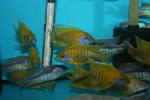 長翅關刀 長翅關刀