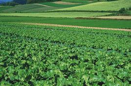 網上買菜 網上買菜