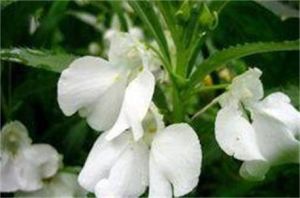 康定鳳仙花 康定鳳仙花