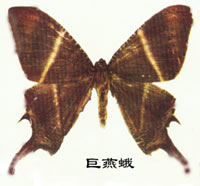 巨燕蛾 巨燕蛾
