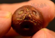 招財鼠 旺財鼠 剝皮後製作的單珠特寫