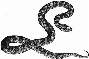 （圖）蛇島蝮蒙