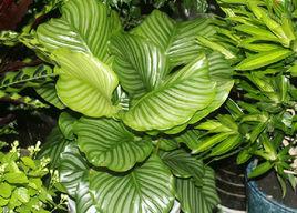 圓葉竹芋 圓葉竹芋