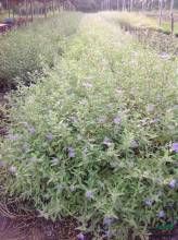 粗齒小檗 粗齒小檗