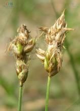 澤庫薹草 澤庫薹草