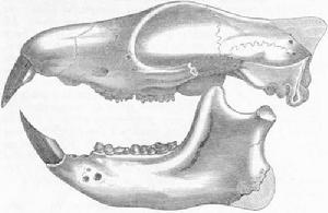 裂齒獸頭骨描摹圖