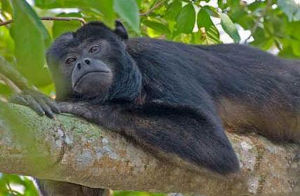 黑頭禿猴 黑頭禿猴