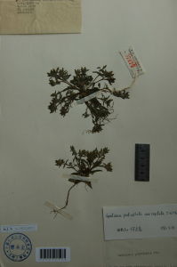 糙毛龍膽 糙毛龍膽