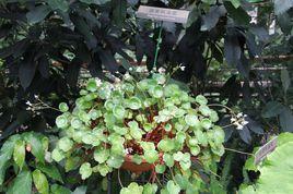 圓葉秋海棠 圓葉秋海棠