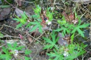 五蕊老牛筋 五蕊老牛筋