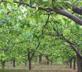 尋湖路村 尋湖路村