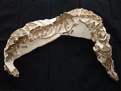 特提斯龍 特提斯龍