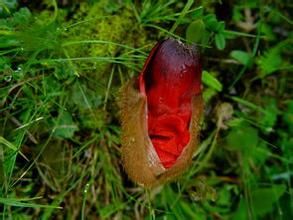 阿柏麻屬 阿柏麻屬