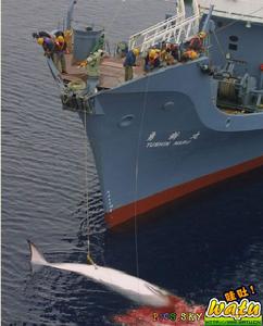 《國際捕鯨管制公約》