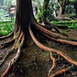 根土文化 根土文化