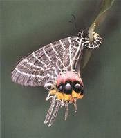 不丹褐鳳蝶