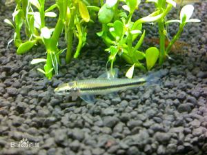 黑線飛狐 黑線飛狐