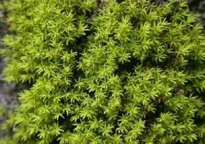 台灣苗氏瓶蘚 台灣苗氏瓶蘚