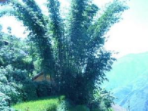 王地自然村自然資源-竹子