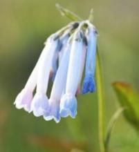 長筒濱紫草 長筒濱紫草