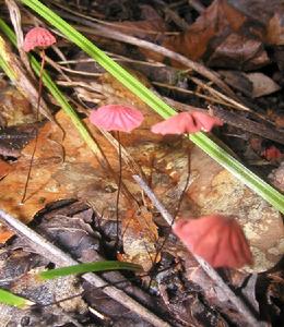 紫紅小皮傘 紫紅小皮傘