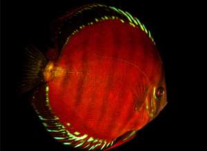 伊撒紅七彩 伊撒紅七彩