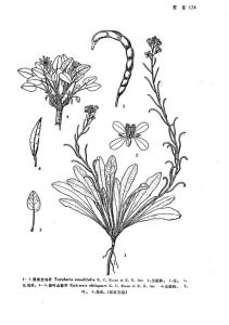 歪葉山萮菜 歪葉山萮菜