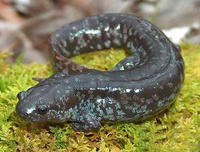 馬比鈍口螈 馬比鈍口螈