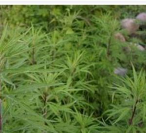 牛尾蒿系 牛尾蒿系