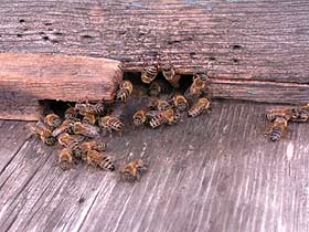 饒河東北黑蜂國家級自然保護區