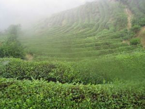 周家昌浦池古道 周家昌浦池古道