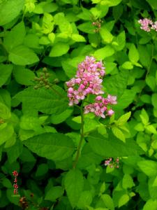 金焰繡線菊 金焰繡線菊