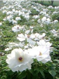 油用牡丹 油用牡丹