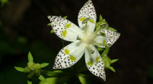 塔山獐牙菜 塔山獐牙菜