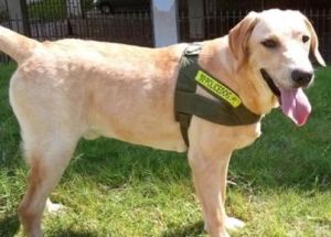 純種拉布拉多犬