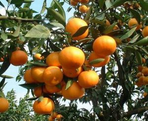 象山紅柑桔 象山紅柑桔