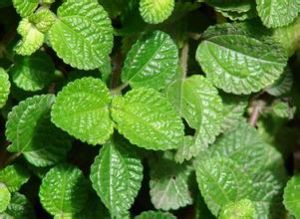 墨脫冷水花 墨脫冷水花