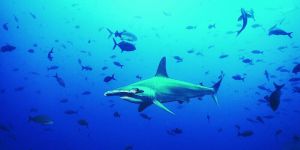 小眼光尾鯊 小眼光尾鯊