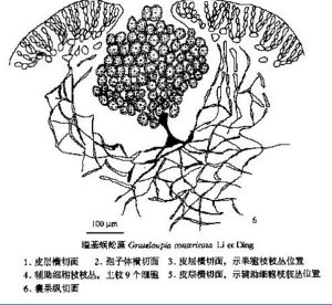 縊基蜈蚣藻 縊基蜈蚣藻