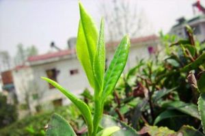 屯溪綠茶 屯溪綠茶