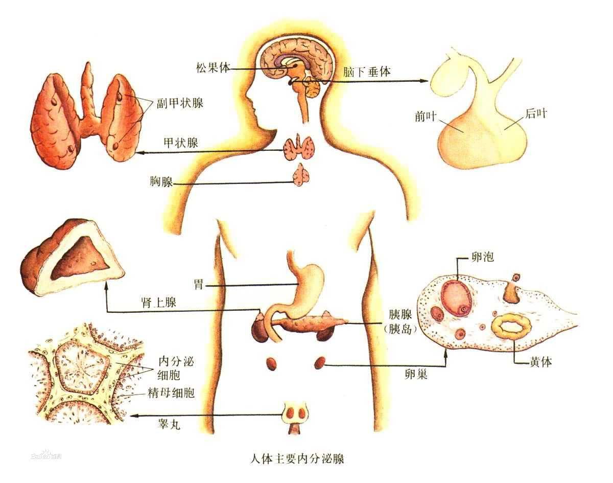 人體解剖圖