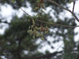 小葉白辛樹 小葉白辛樹